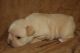 French Bulldog Puppies for sale in Danielsville, GA 30633, USA. price: NA