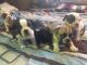 French Bulldog Puppies for sale in Branford, FL 32008, USA. price: $1,800
