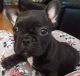French Bulldog Puppies for sale in Warren, OH, USA. price: NA