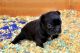 French Bulldog Puppies for sale in Menifee, CA, USA. price: $3,500
