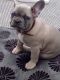 French Bulldog Puppies for sale in California St, Denver, CO, USA. price: NA
