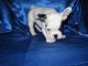 French Bulldog Puppies for sale in Topeka, KS, USA. price: NA