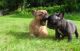 French Bulldog Puppies for sale in McCall Dr, Atlanta, GA 30340, USA. price: NA