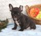 French Bulldog Puppies for sale in Trinity St, Austin, TX, USA. price: NA