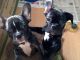 French Bulldog Puppies for sale in Champaign, IL, USA. price: $500