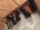 French Bulldog Puppies for sale in Fernandina Beach, FL 32034, USA. price: NA