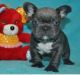 French Bulldog Puppies for sale in Kermit, TX 79745, USA. price: NA