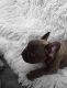 French Bulldog Puppies for sale in Plano, TX, USA. price: $4,500