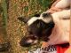 French Bulldog Puppies for sale in Perrysville, OH 44864, USA. price: NA