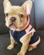 French Bulldog Puppies for sale in Pueblo, CO, USA. price: $500