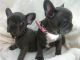 French Bulldog Puppies for sale in Prince St, New York, NY 10012, USA. price: NA
