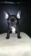 French Bulldog Puppies for sale in DeKalb, IL, USA. price: $3,250