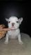 French Bulldog Puppies for sale in DeKalb, IL, USA. price: $3,500