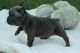 French Bulldog Puppies for sale in Aliso Viejo, CA, USA. price: NA