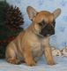 French Bulldog Puppies for sale in Mendon, IL 62351, USA. price: NA