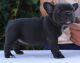 French Bulldog Puppies for sale in San Francisco, San Antonio, TX 78201, USA. price: NA