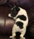 French Bulldog Puppies for sale in Washington Ave, Cleveland, OH 44113, USA. price: NA