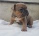 French Bulldog Puppies for sale in Lincoln, NE, USA. price: NA