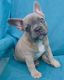 French Bulldog Puppies for sale in Dallas Township, PA, USA. price: $300