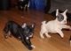 French Bulldog Puppies for sale in Peachtree Rd NE, Atlanta, GA, USA. price: $400