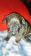 French Bulldog Puppies for sale in Greenville, MI 48838, USA. price: $500