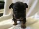 French Bulldog Puppies for sale in Castle Pines, CO 80108, USA. price: NA