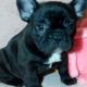 French Bulldog Puppies for sale in New Haven, MI 48050, USA. price: NA