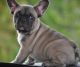 French Bulldog Puppies for sale in New Haven, MI 48050, USA. price: NA