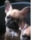 French Bulldog Puppies for sale in Ringgold, GA 30736, USA. price: NA