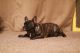 French Bulldog Puppies for sale in Gainesville, TX 76240, USA. price: NA
