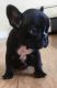 French Bulldog Puppies for sale in SC-14, Fountain Inn, SC 29644, USA. price: NA