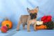 French Bulldog Puppies for sale in Campus Drive, Stanford, CA 94305, USA. price: NA