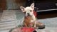 French Bulldog Puppies for sale in Barnett, MO 65011, USA. price: NA