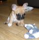 French Bulldog Puppies for sale in Clarksville, TN, USA. price: NA