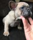 French Bulldog Puppies for sale in New York City Hall, New York, NY 10007, USA. price: NA