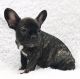 French Bulldog Puppies for sale in New Haven, CT, USA. price: $2,100