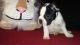 French Bulldog Puppies for sale in Lowell, MA 01852, USA. price: $1,800