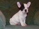 French Bulldog Puppies for sale in NC-54, Burlington, NC 27215, USA. price: NA