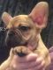 French Bulldog Puppies for sale in Lowell, MA 01852, USA. price: $2,500