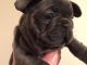 French Bulldog Puppies for sale in SC-9, Chester, SC 29706, USA. price: $400