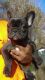 French Bulldog Puppies for sale in Conyers, GA, USA. price: $2,500