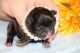 French Bulldog Puppies for sale in Bellingham, WA, USA. price: NA