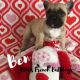 French Bulldog Puppies for sale in Howell, MI, USA. price: $3,000