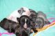 French Bulldog Puppies for sale in Marysville, WA 98270, USA. price: NA