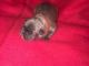 French Bulldog Puppies for sale in Beech Island Ave, Beech Island, SC 29842, USA. price: NA