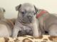 French Bulldog Puppies for sale in Beech Island Ave, Beech Island, SC 29842, USA. price: NA