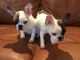 French Bulldog Puppies for sale in Harpers Ferry, IA 52146, USA. price: $600