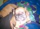 French Bulldog Puppies for sale in Hobart, IN, USA. price: NA