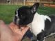 French Bulldog Puppies for sale in Court St, Pueblo, CO 81003, USA. price: NA