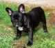 French Bulldog Puppies for sale in Addison Ave, Rutherford, NJ 07070, USA. price: NA